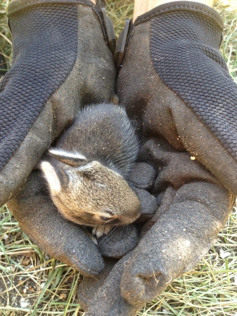 Baby bunny being held in gloved hands.