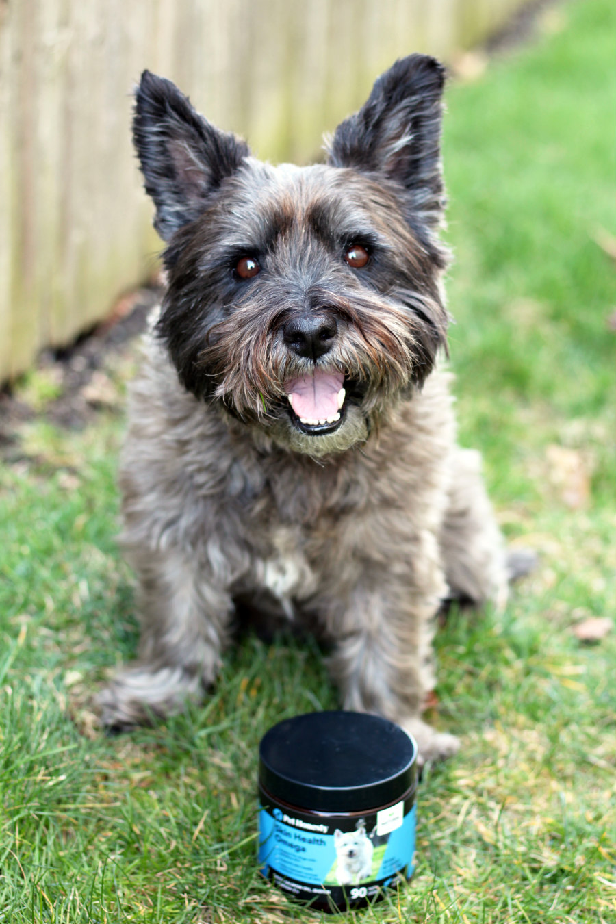 Cairn terrier, Hunter, sitting outside with a container of Pet Honesty Skin Health Omega chews.