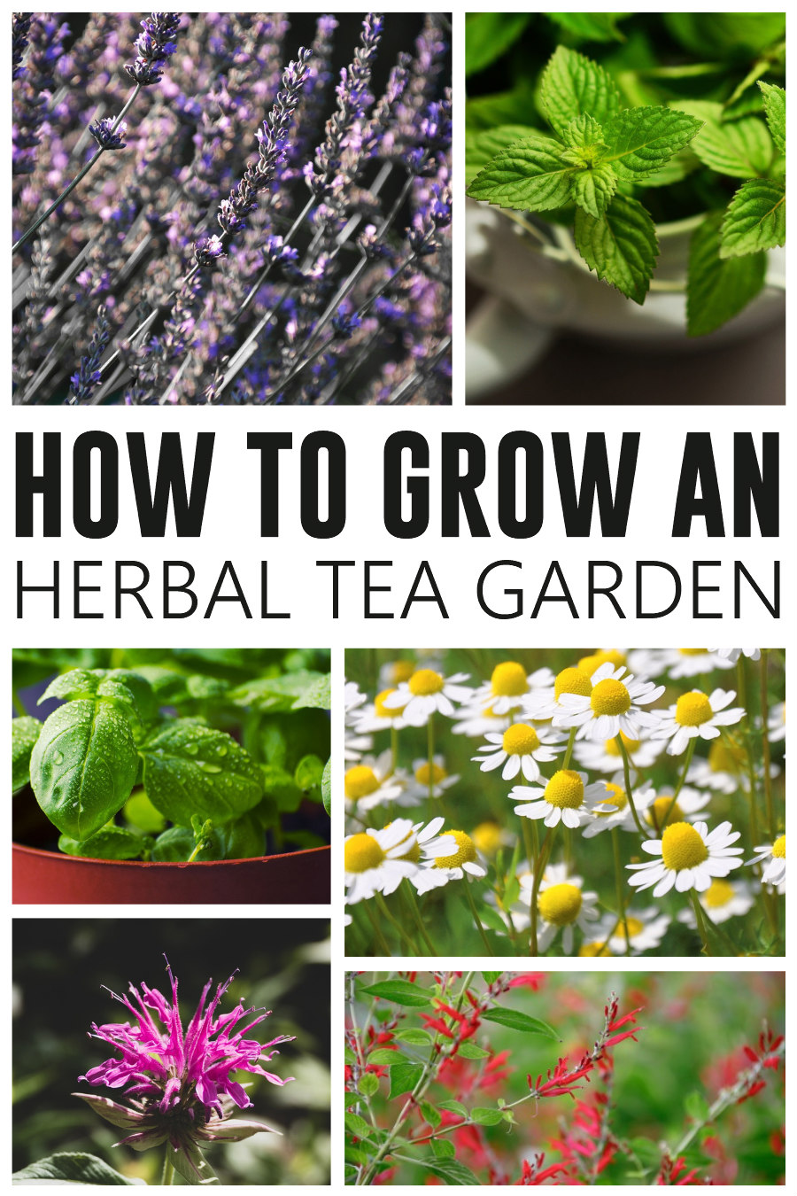 Collage of herbs used to grow an herbal tea garden.