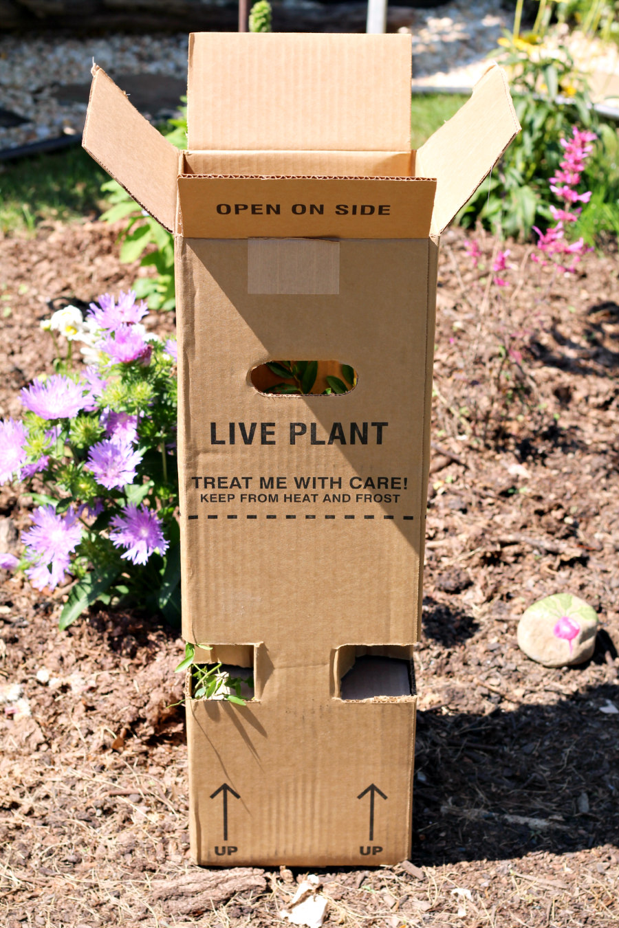Lowbush blueberry plant in live plant shipping box.