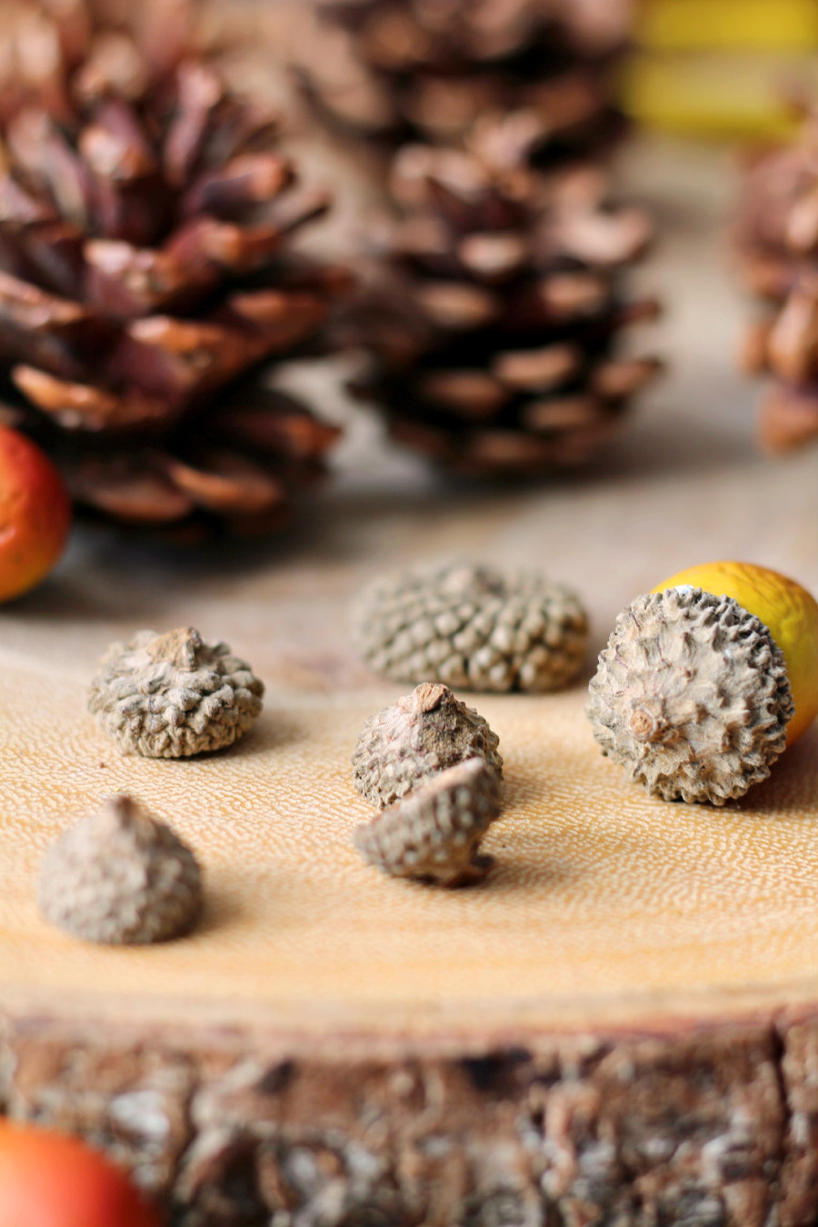 Acorn caps, acorn, and pine cones on wood slice.