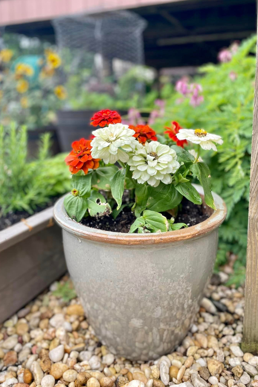 Photo of ceramic glazed pot filled with orange and white zinnias. Zinnias sit alongside herb planter with wild bleeding hearts, barrel planter, and yellow flowers in background.