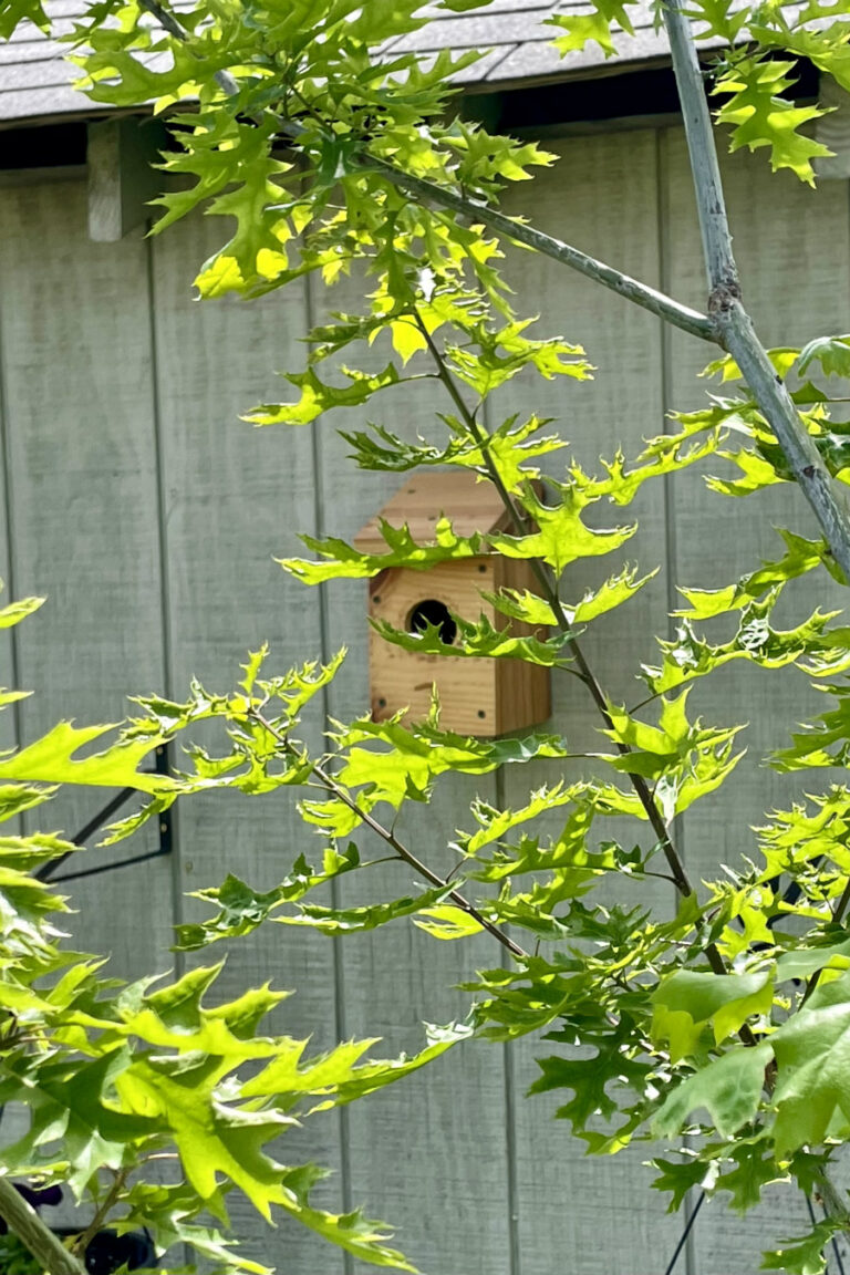 How to Attract Birds to Your Yard — Holoka Home
