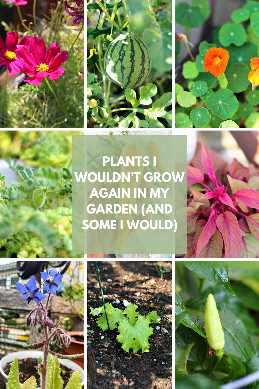 Collage of plants included in "Plants I Wouldn't Grow in my Garden Again (and Some I Would)" post including pink Cosmos, watermelon, nasturtiums, chickpeas, carrot, Dragon's Breath Celosia, borage, lettuce, and tabasco pepper.