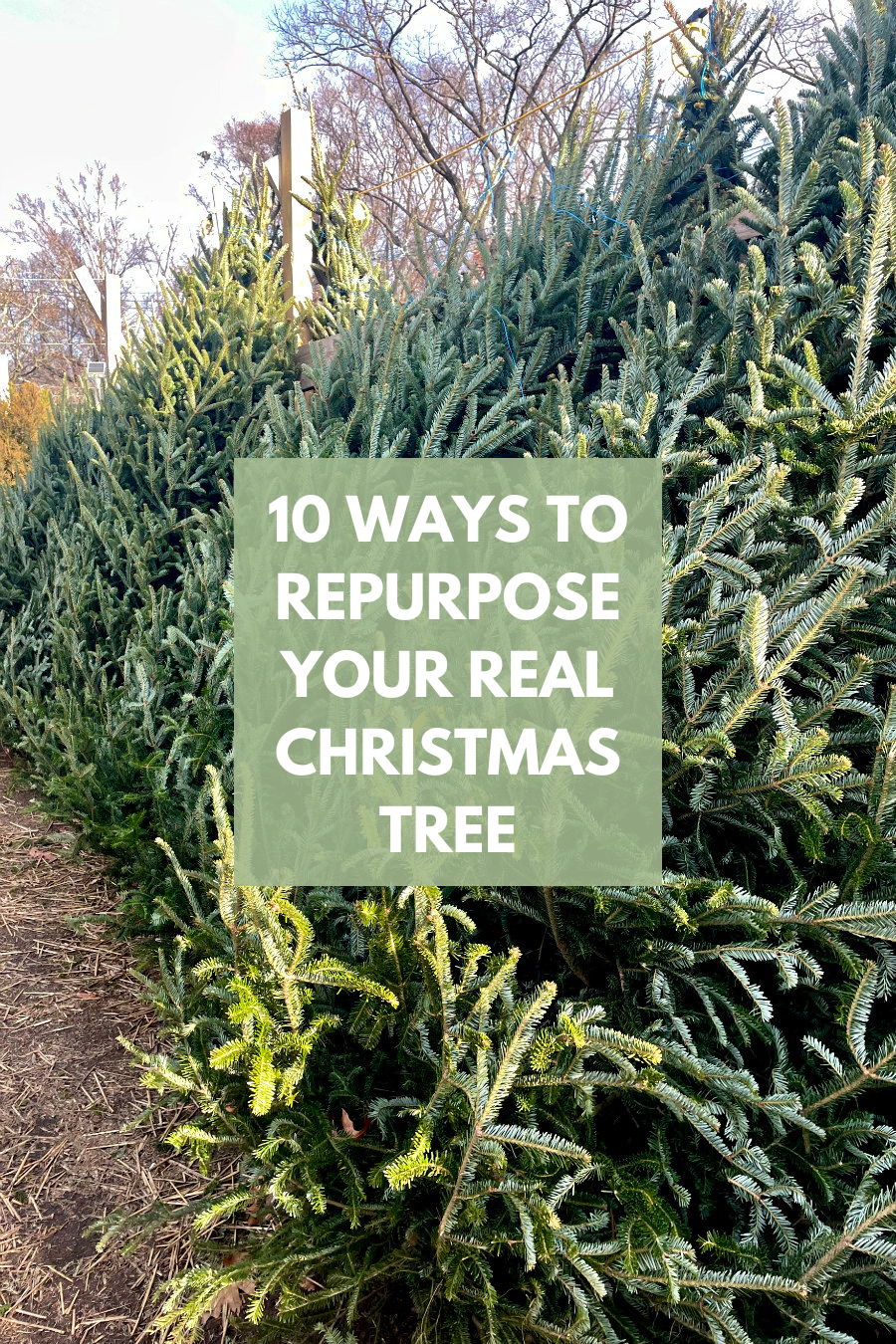 Cover photo for 10 Ways to Repurpose Your Real Christmas Tree featuring row of real trees at tree farm.