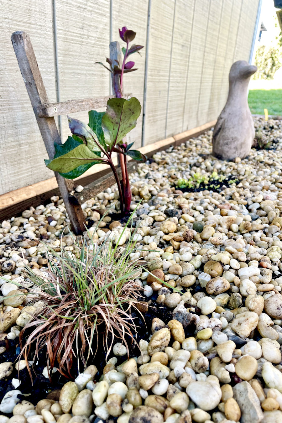 Close up of Prairie Blues Little Bluestem Grass and hellebore in rock bed. Autumn Joy Sedum, concrete duck, and other plants in partial view in background.