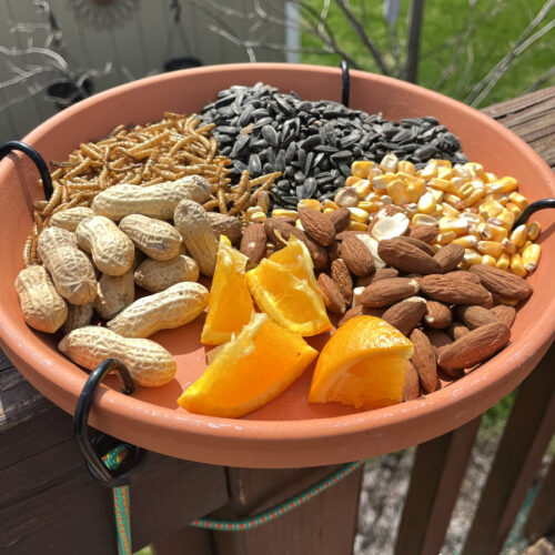 Chirpcuterie board made in a terracotta saucer is attached to top of a deck railing. Partial view of small tree and bird feeder and bird houses in background.