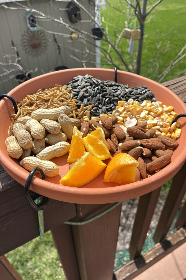 Chirpcuterie board made in a terracotta saucer is attached to top of a deck railing. Partial view of small tree and bird feeder and bird houses in background.
