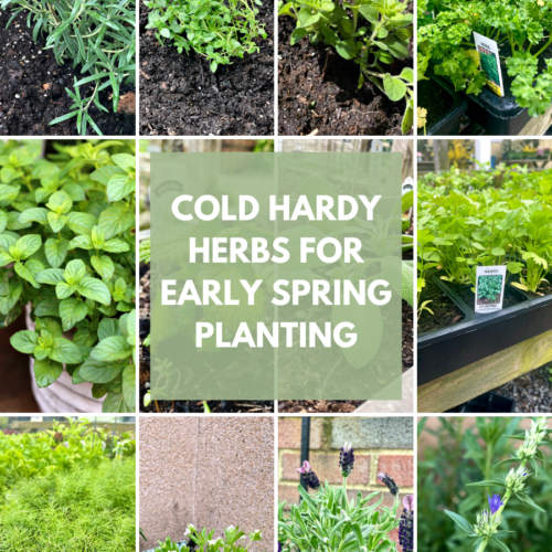 Collage of cold hardy herbs including lavender, thyme, oregano, parsley, mint, cilantro, dill, sweet woodruff, lavender, and hyssop.