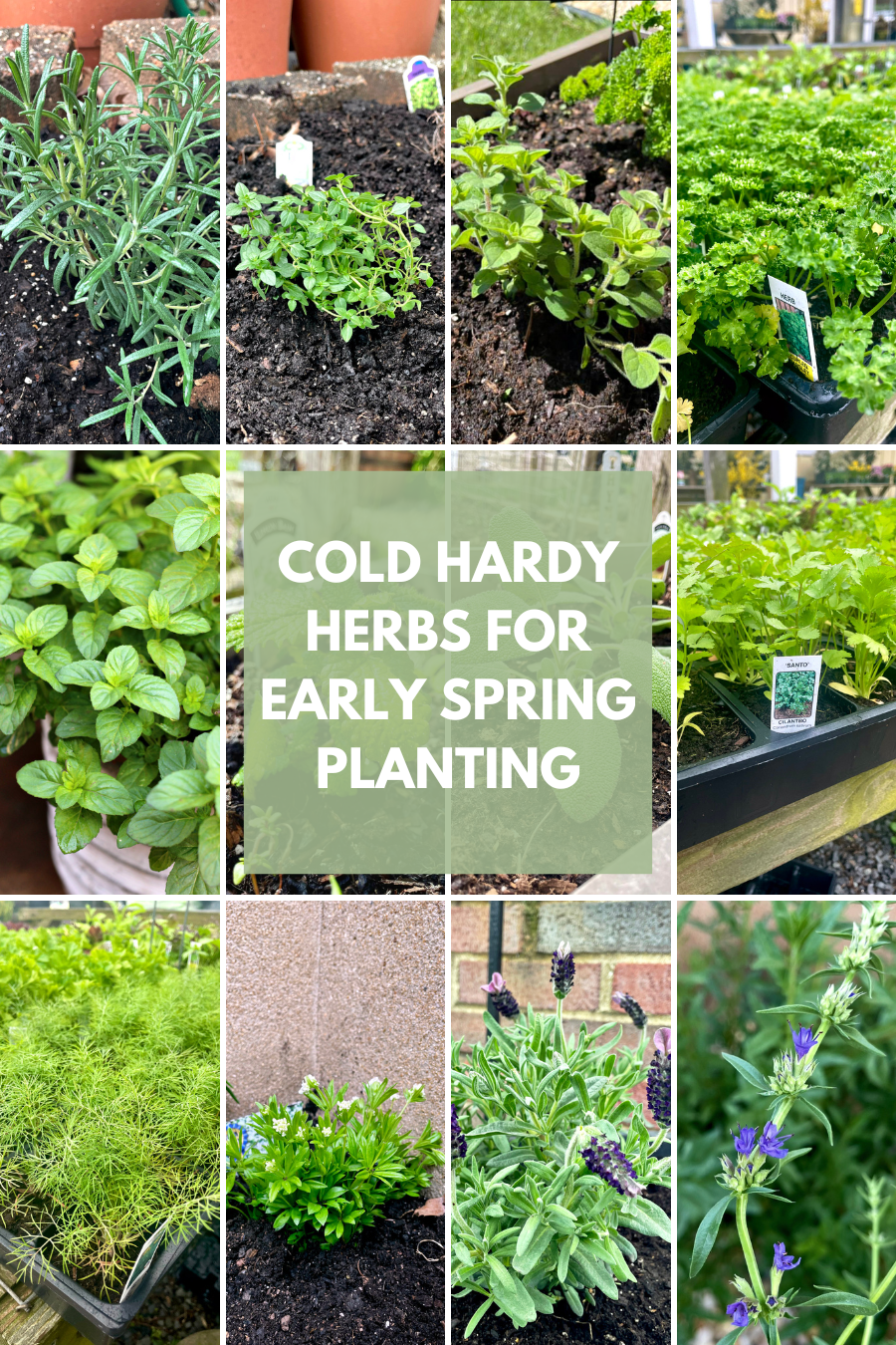 Collage of cold hardy herbs including lavender, thyme, oregano, parsley, mint, cilantro, dill, sweet woodruff, lavender, and hyssop.