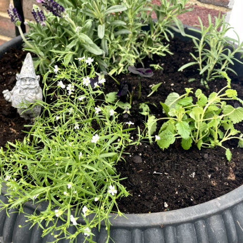 Baby's breath, black pansies, Spanish lavender, rosemary, and lemon balm planted in black urn planter with gnome garden stake.