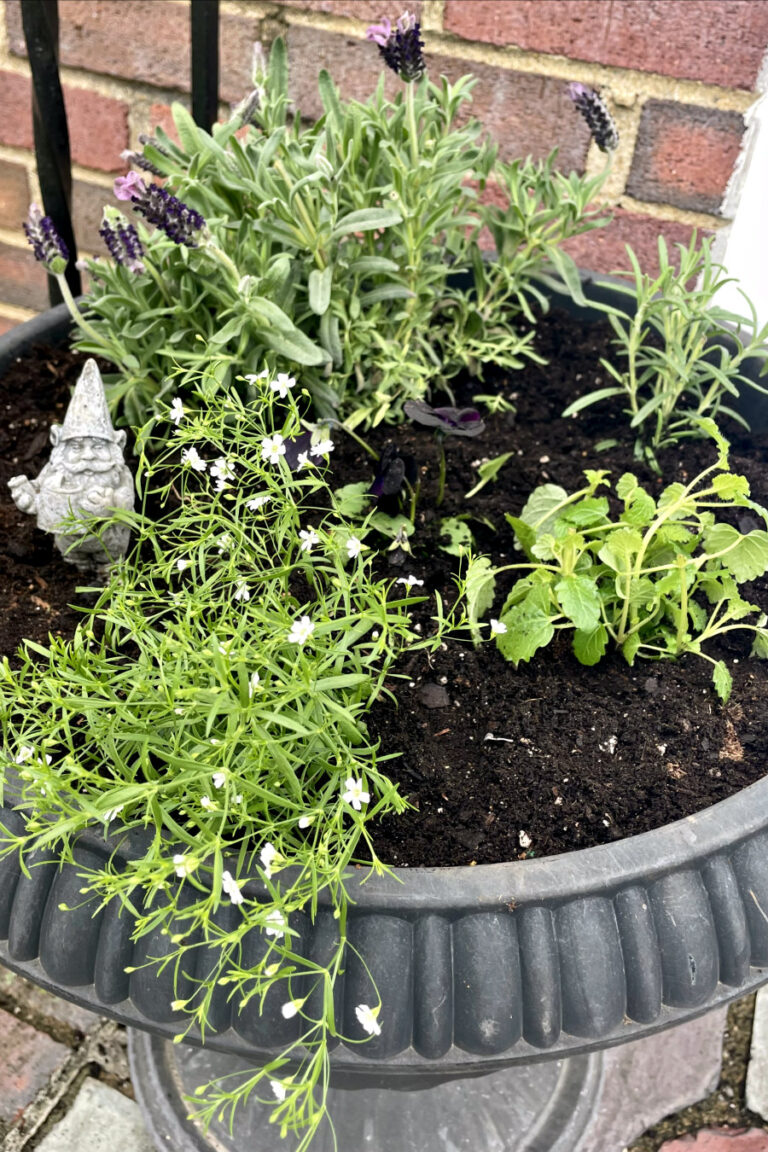 Baby's breath, black pansies, Spanish lavender, rosemary, and lemon balm planted in black urn planter with gnome garden stake.