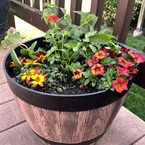 Fiesta container garden sits on deck near. Large black pot in partial view in background.