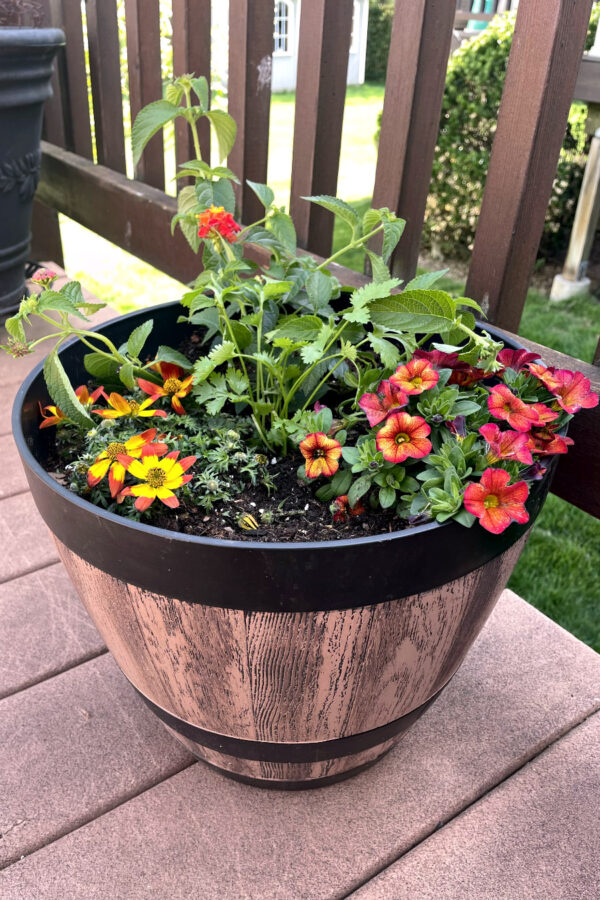 Fiesta container garden sits on deck near. Large black pot in partial view in background.
