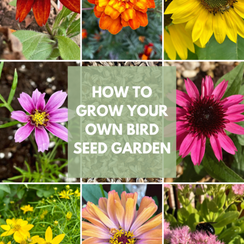 Collage featuring flowers that provide seeds for birds including Black-eyed Susans, marigolds, sunflowers, cosmos, coneflowers, coreopsis, zinnia, and Autumn Joy sedum.