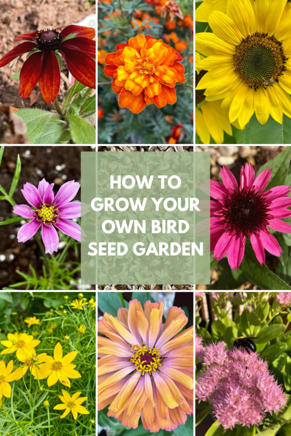Collage featuring flowers that provide seeds for birds including Black-eyed Susans, marigolds, sunflowers, cosmos, coneflowers, coreopsis, zinnia, and Autumn Joy sedum.