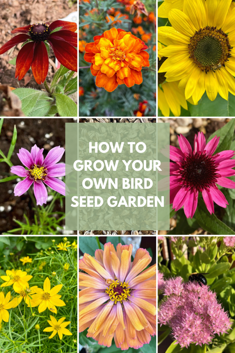 Collage featuring flowers that provide seeds for birds including Black-eyed Susans, marigolds, sunflowers, cosmos, coneflowers, coreopsis, zinnia, and Autumn Joy sedum.