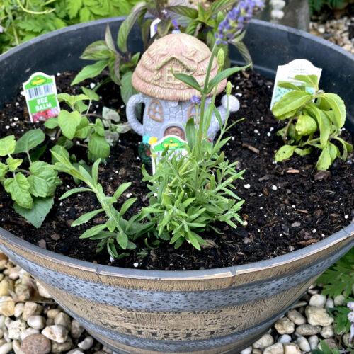 Various herbs - pineapple sage, bee balm, lavender, and stevia - planted in a whiskey barrel planter. Small fairy garden house sits in middle of planter. Bleeding hearts and concrete frog garden statue in partial view in background.