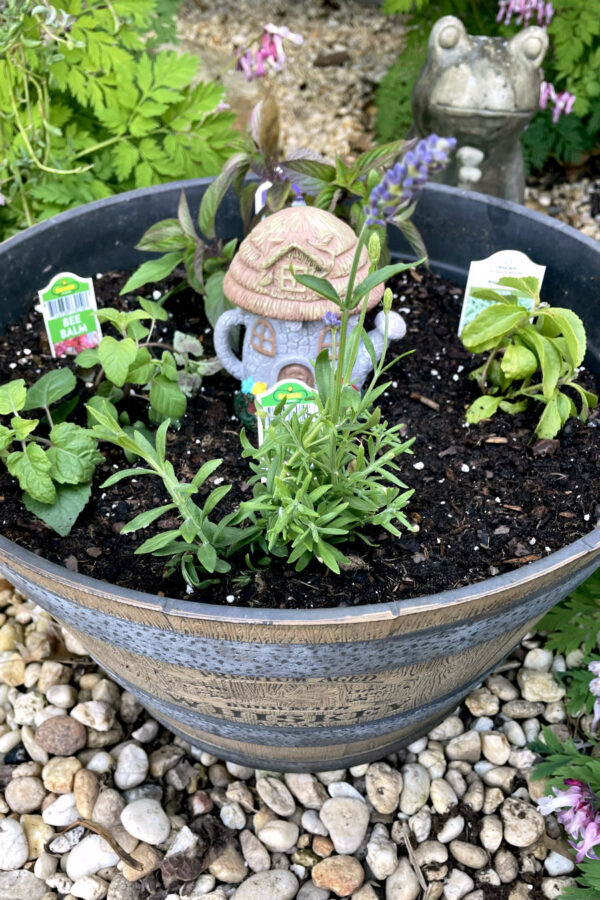 Various herbs - pineapple sage, bee balm, lavender, and stevia - planted in a whiskey barrel planter. Small fairy garden house sits in middle of planter. Bleeding hearts and concrete frog garden statue in partial view in background.