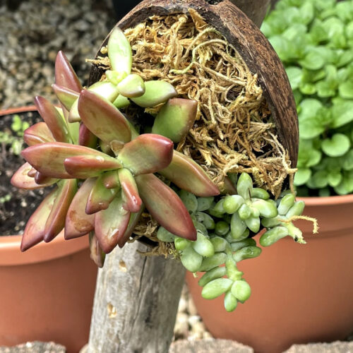 Coconut Shell Succulent Planter hangs off vertical piece of driftwood. Pots of herbs in partial view in background.