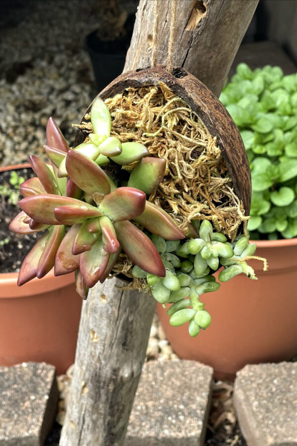 Coconut Shell Succulent Planter hangs off vertical piece of driftwood. Pots of herbs in partial view in background.
