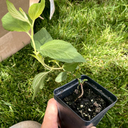 Hand holds small New Jersey Tea plant in nursey pot in a grassy area. Another hand working the dirt in partial view in background.