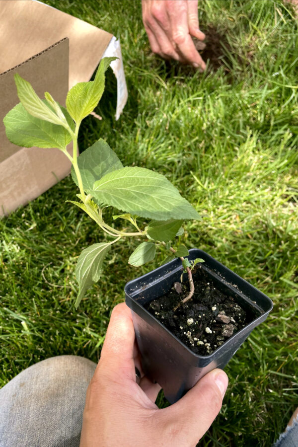 Hand holds small New Jersey Tea plant in nursey pot in a grassy area. Another hand working the dirt in partial view in background.