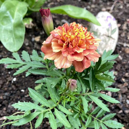 Peachy-pink Strawberry Blonde marigold sits in flower bed. Calendula plant and decorative rock in partial view in background.