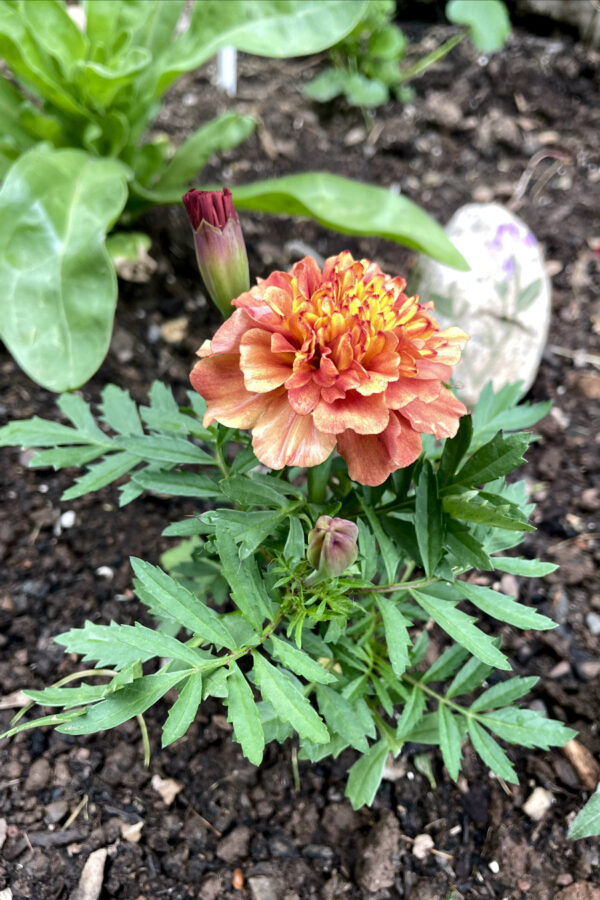 Peachy-pink Strawberry Blonde marigold sits in flower bed. Calendula plant and decorative rock in partial view in background.