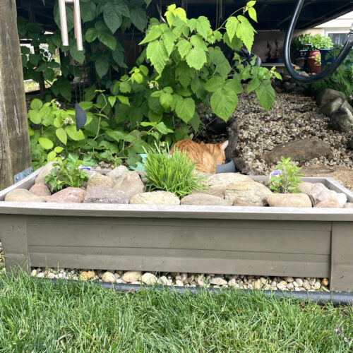 Cat-friendly container herb garden sits under front of deck. Orange tabby cat in partial view in background eating from food dish underneath raspberry bushes.