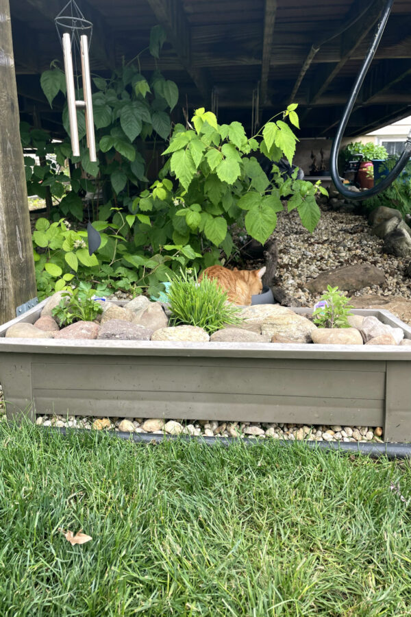 Cat-friendly container herb garden sits under front of deck. Orange tabby cat in partial view in background eating from food dish underneath raspberry bushes.
