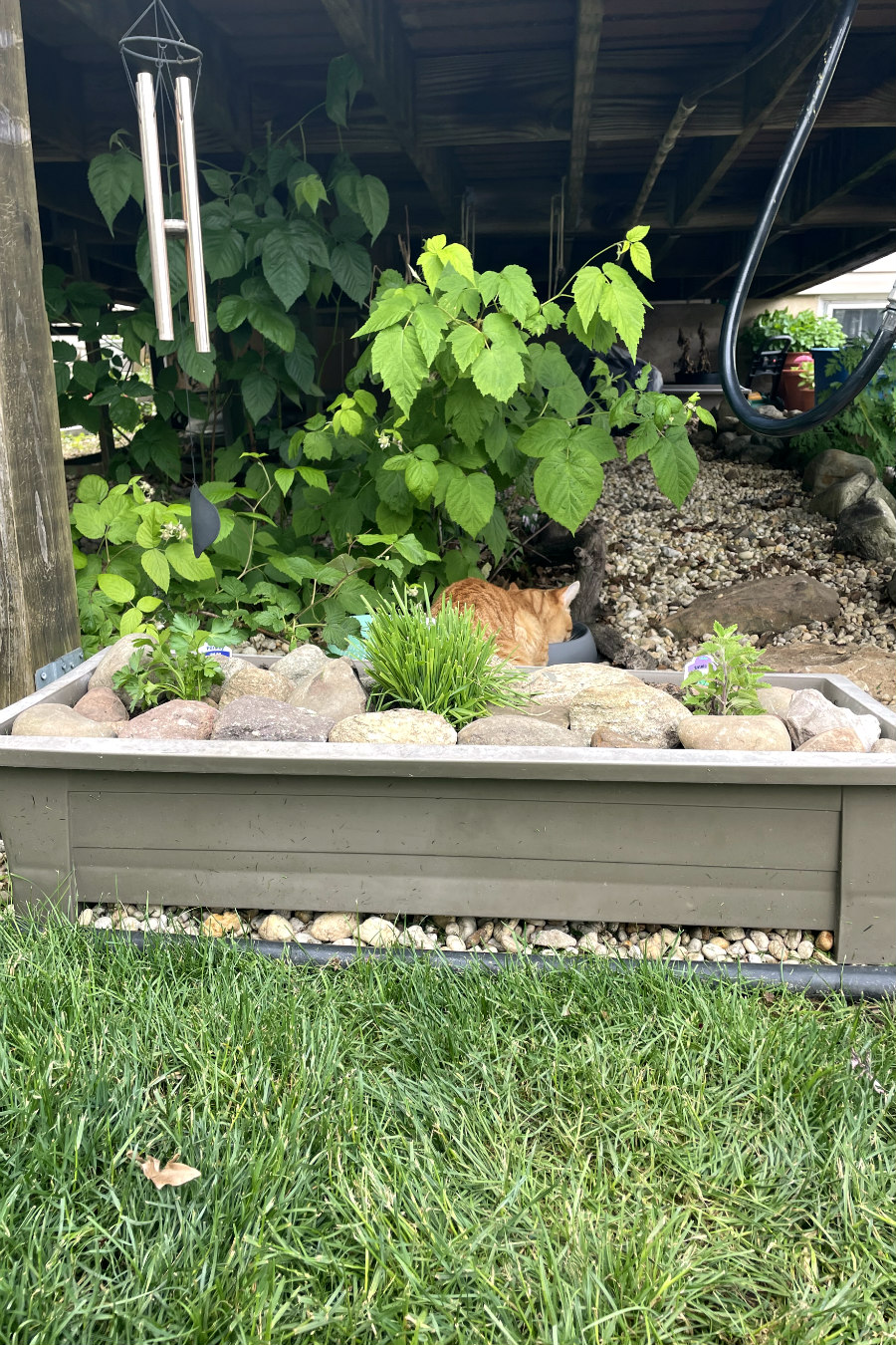 Cat-friendly container herb garden sits under front of deck. Orange tabby cat in partial view in background eating from food dish underneath raspberry bushes.