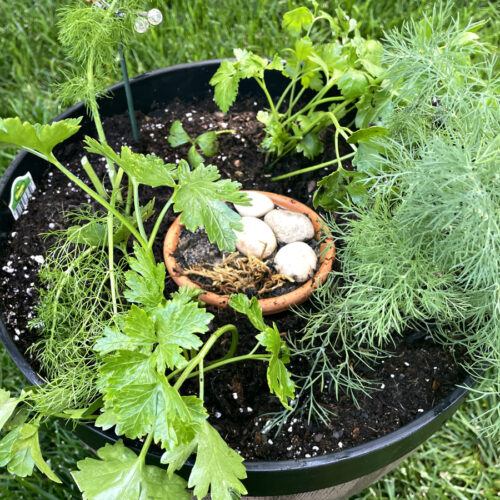 Butterfly Nursery Container Garden containing parsley, dill, fennel, a mini butterfly puddler, and butterfly garden stake sits in grass.