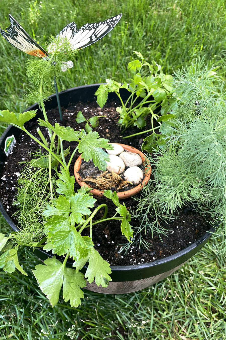 Butterfly Nursery Container Garden containing parsley, dill, fennel, a mini butterfly puddler, and butterfly garden stake sits in grass.