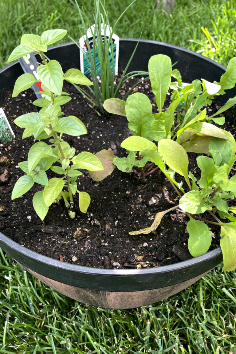 Pizza Herb Container Garden: Garlic Chives, Basil & Arugula Planter Idea