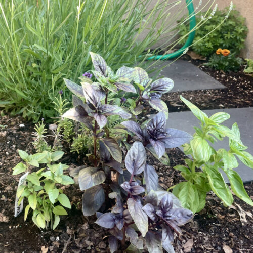 Lemon basil, purple basil, and sweet basil grow alongside each other in herb garden. Provence lavender and sweet woodruff plants in partial view in background.