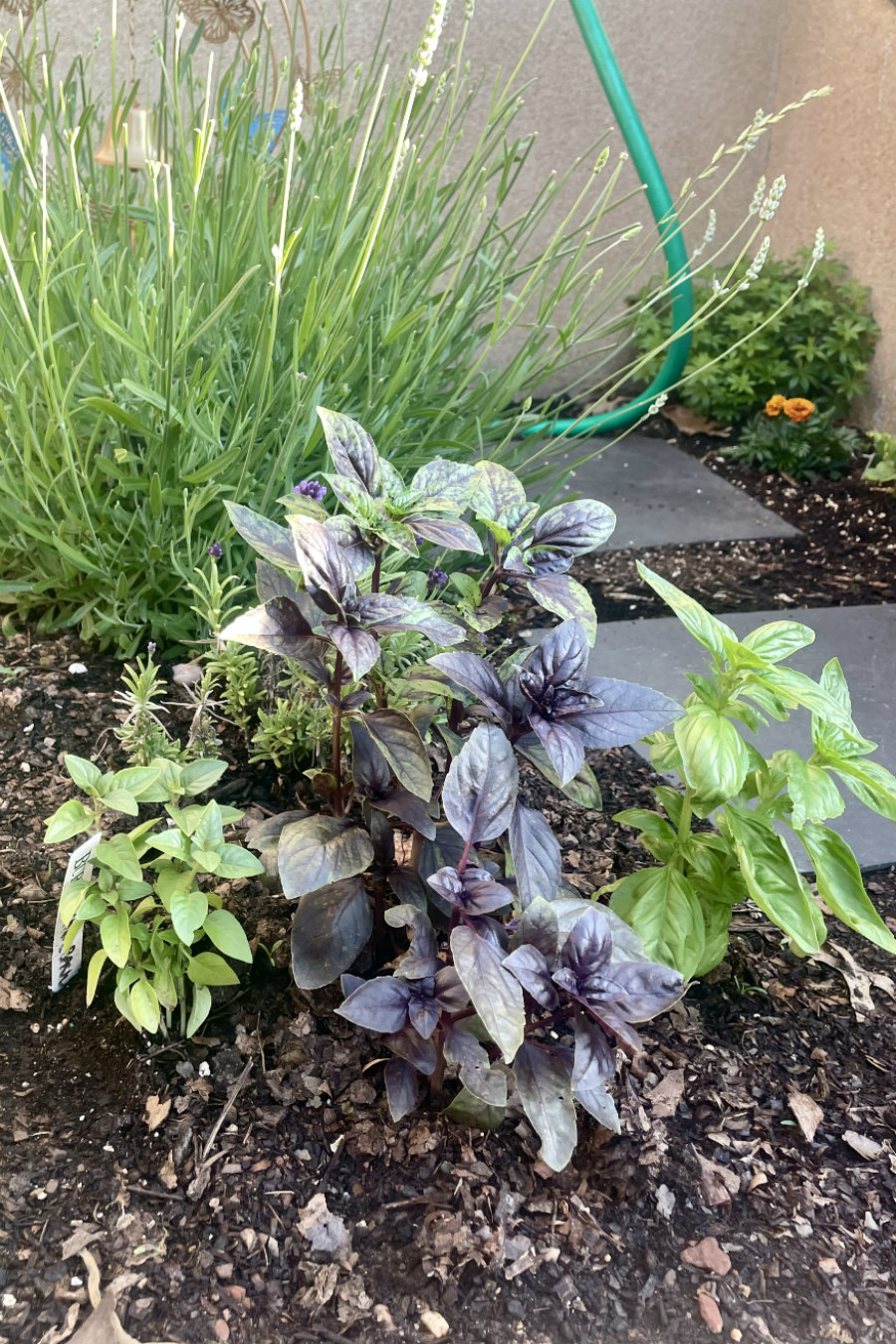 Lemon basil, purple basil, and sweet basil grow alongside each other in herb garden. Provence lavender and sweet woodruff plants in partial view in background.