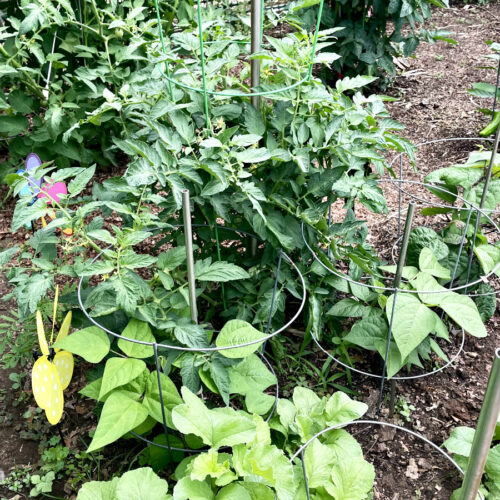 Radish, green bean, and tomato plants inside vegetable garden.