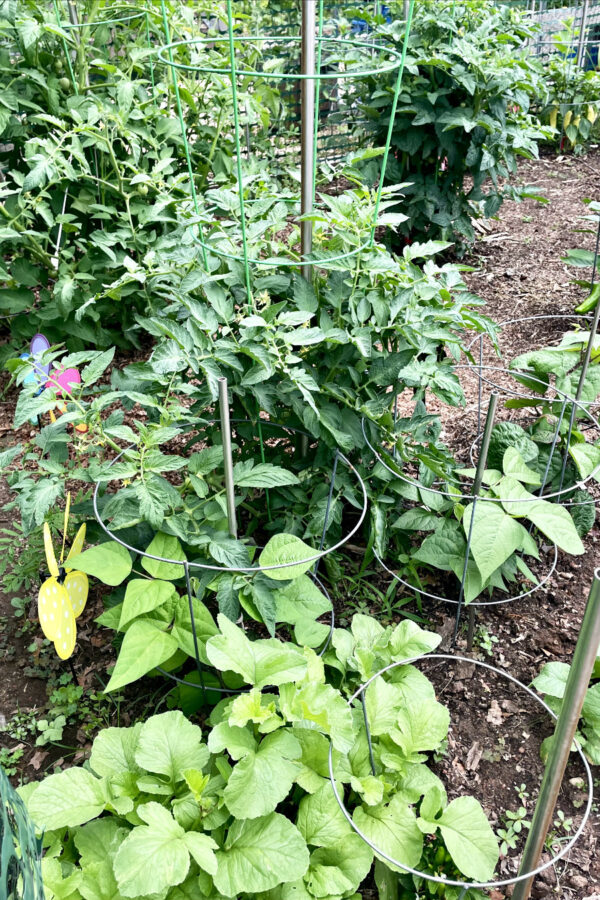 Radish, green bean, and tomato plants inside vegetable garden.