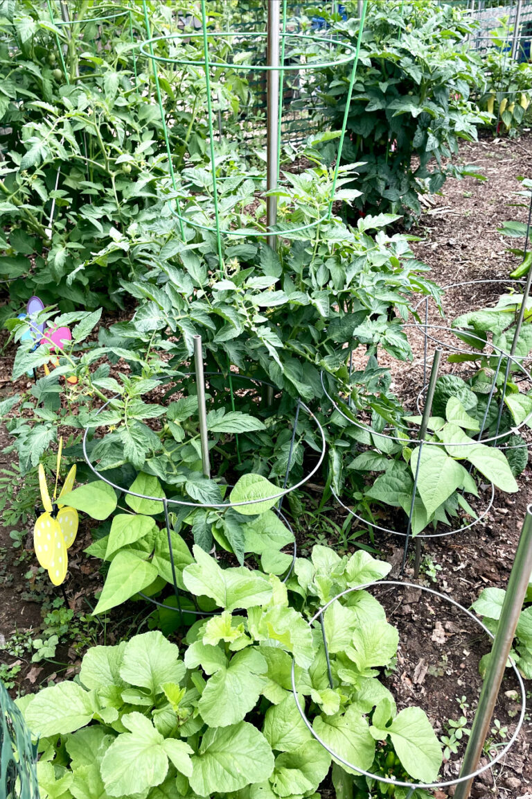 Radish, green bean, and tomato plants inside vegetable garden.