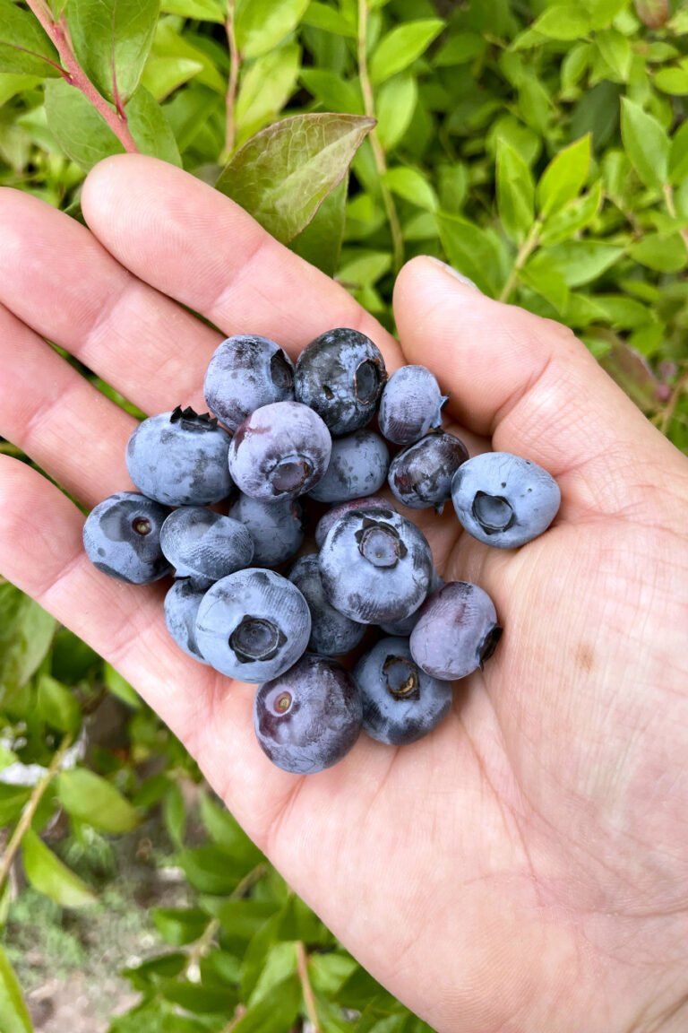 Blueberry Bush Summer Plant Care Tips