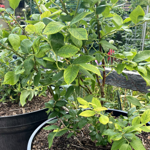 Close up of Duke blueberry bush. Other fruit containers in partial view in background.