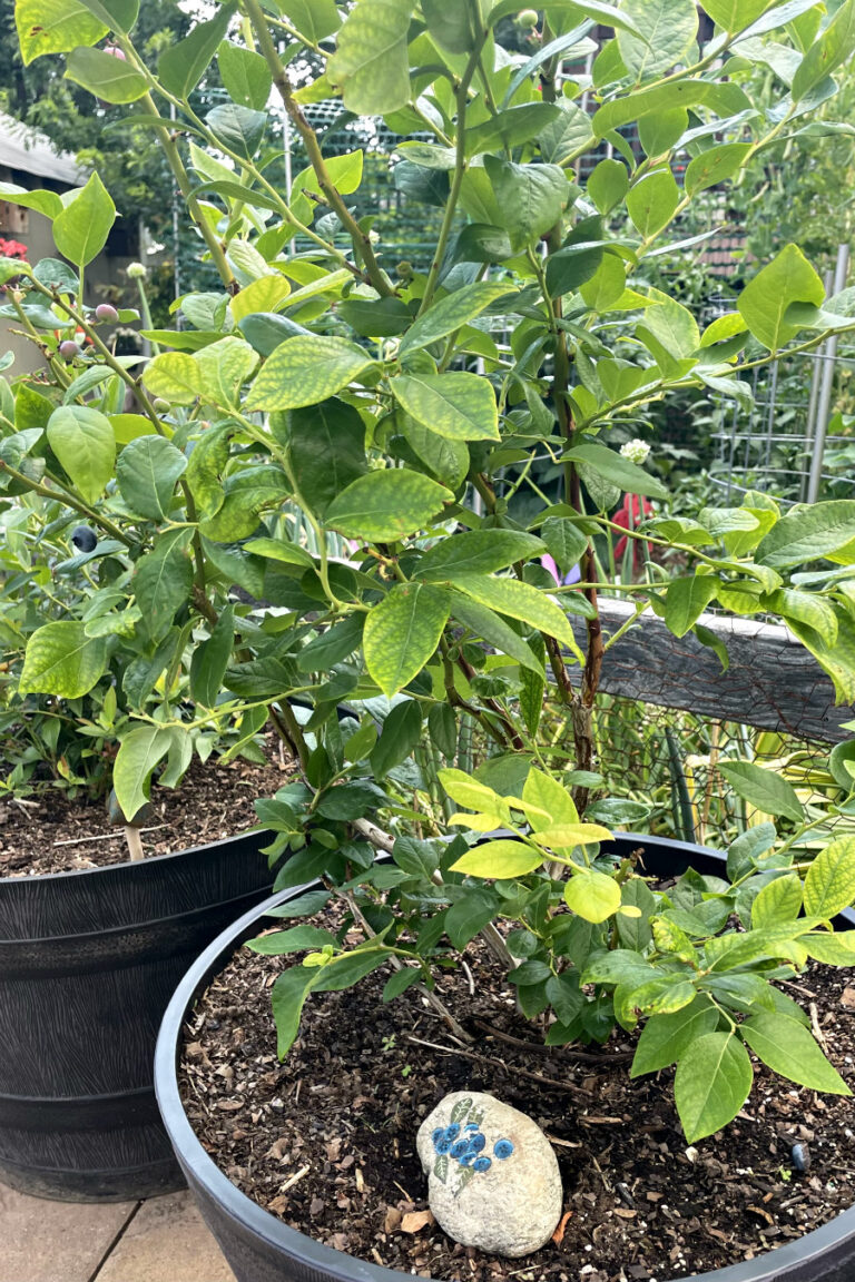 Close up of Duke blueberry bush. Other fruit containers in partial view in background.