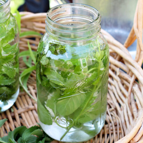Mason jar filled with orange mint sun tea herbs and water sits inside basket. Partial view of another sun tea jar and glass pitcher in background.