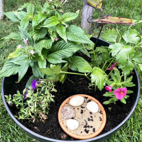 Butterfly nursery aftercare garden including purple and pink calibrachoa, pink pentas, flat leaf parsley, mini butterfly puddling station, and butterfly garden stake planted in a barrel style planter.