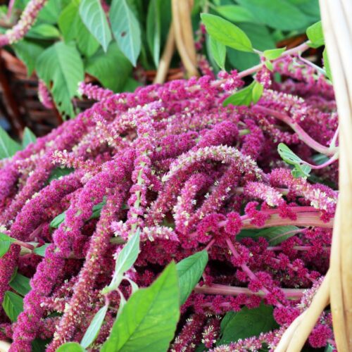 Close up of wicker basket full of amaranth tassels. Another basket full of amaranth leaves in partial view in background.