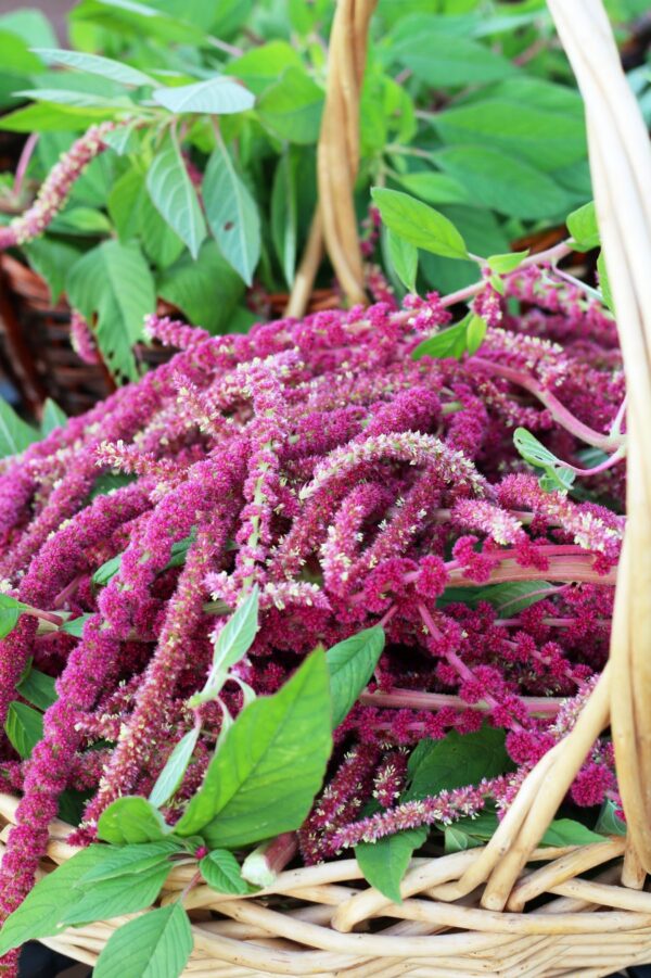 Close up of wicker basket full of amaranth tassels. Another basket full of amaranth leaves in partial view in background.