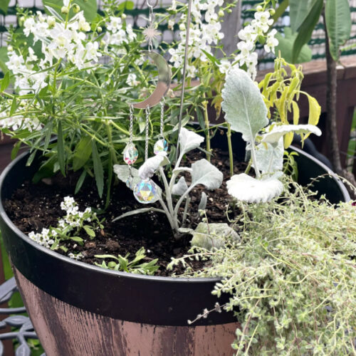 Moon garden container in barrel style planter including sweet alyssum, white angelonia, white salvia, dusty miller, creeping thyme, and a silver moon garden stake.
