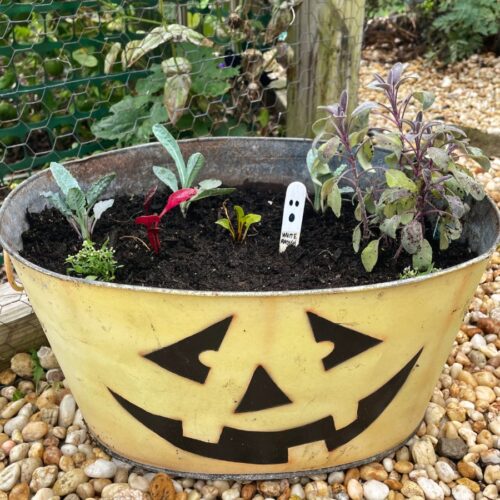 Edible Autumn Container Garden sits against garden fence. Jack-o-lantern planter is filled with kale, Swiss chard, purple sage, sweet alyssums, and white radish seeds.