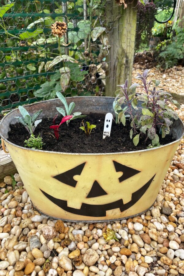 Edible Autumn Container Garden sits against garden fence. Jack-o-lantern planter is filled with kale, Swiss chard, purple sage, sweet alyssums, and white radish seeds.